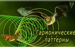 Гармонические паттерны: определение, виды, торговля