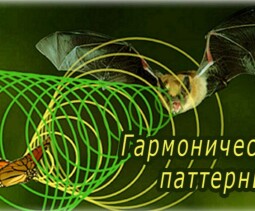 Индикатор Моментум: описание, настройка, торговля
