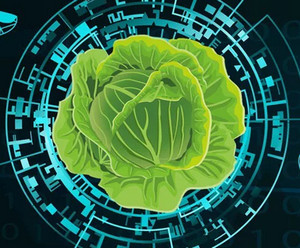 Электронная капуста (Kapusta coin): обзор и отзывы о проекте из телеграм