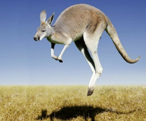 Кенгуру Капитал — торговая аналитика в Телеграмм, отзывы