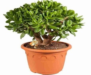 ГНОМЫ ЗА ЗОЛОТОМ — обзор Телеграм канала о заработке на криптовалюте